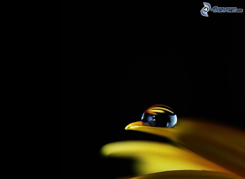 drop of water, leaf