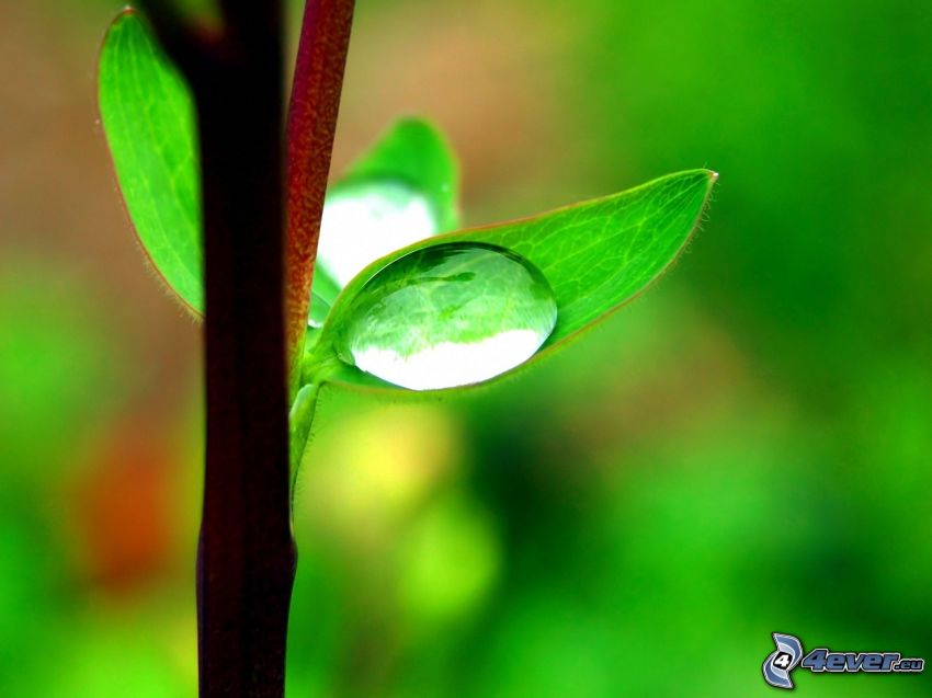 drop of water, leaves