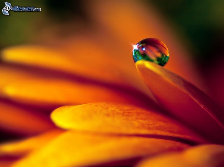 drop of water, petals