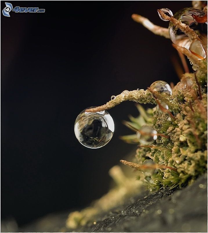 drop of water, plant, macro