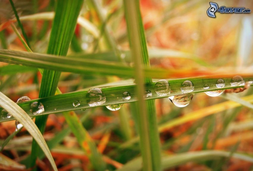 drops of rain, blade of grass
