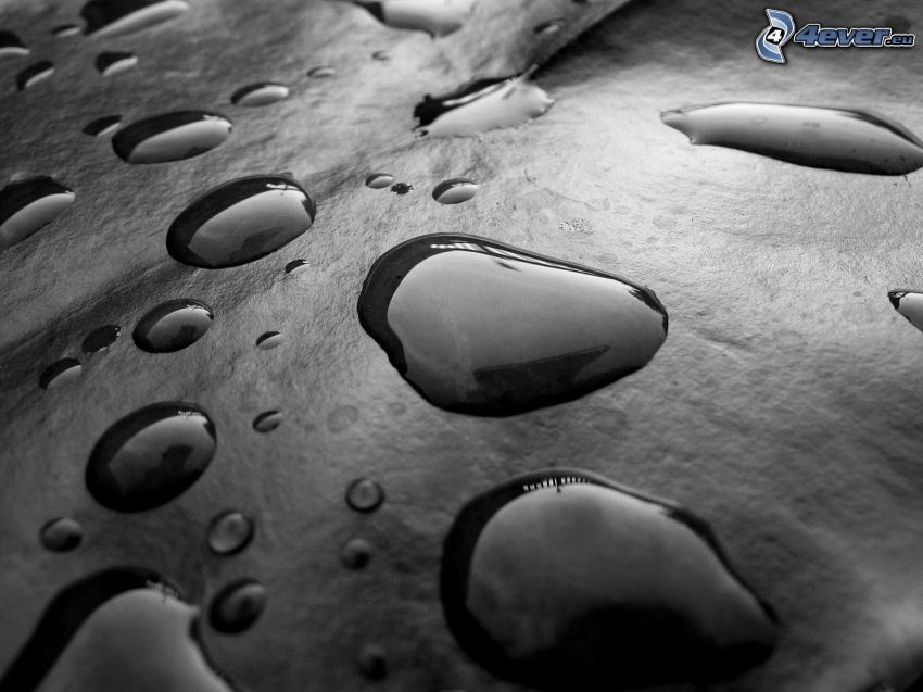 drops of water, black and white photo