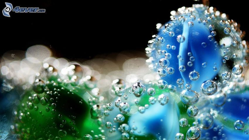 drops of water, blue flower