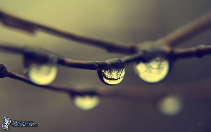 drops of water, branches