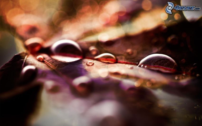 drops of water, colorful leaf