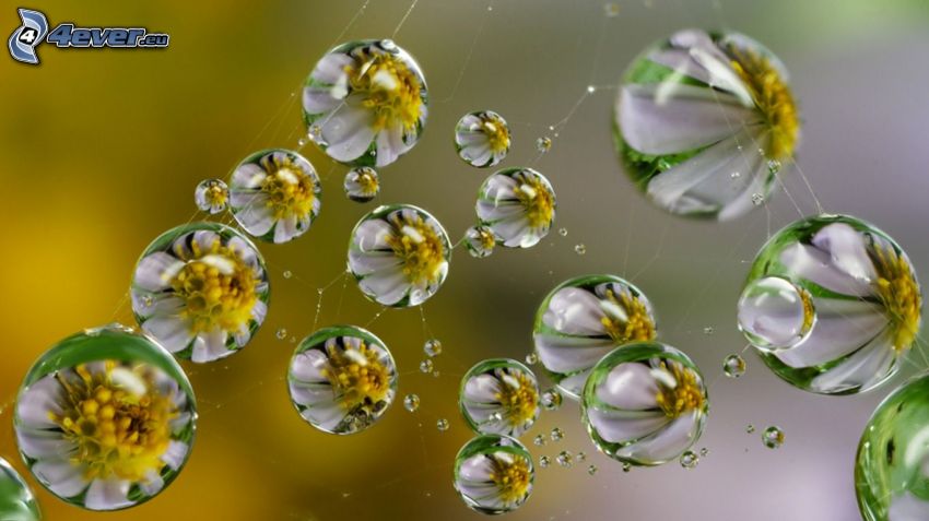 drops of water, daisies