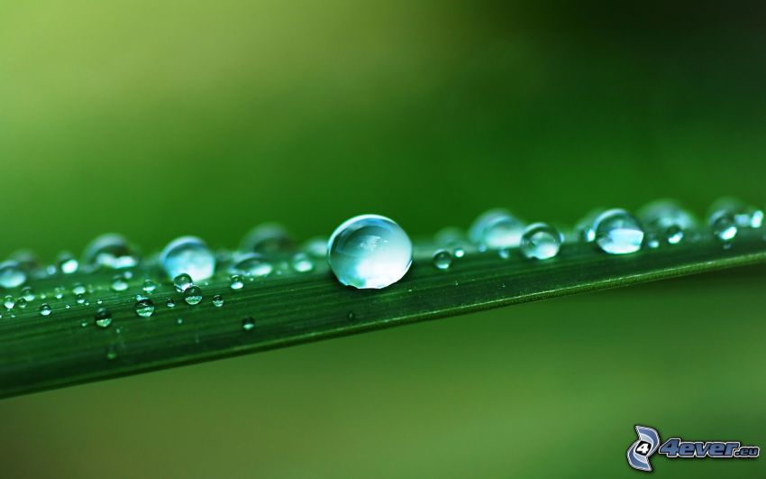 drops of water, dew on a leaf