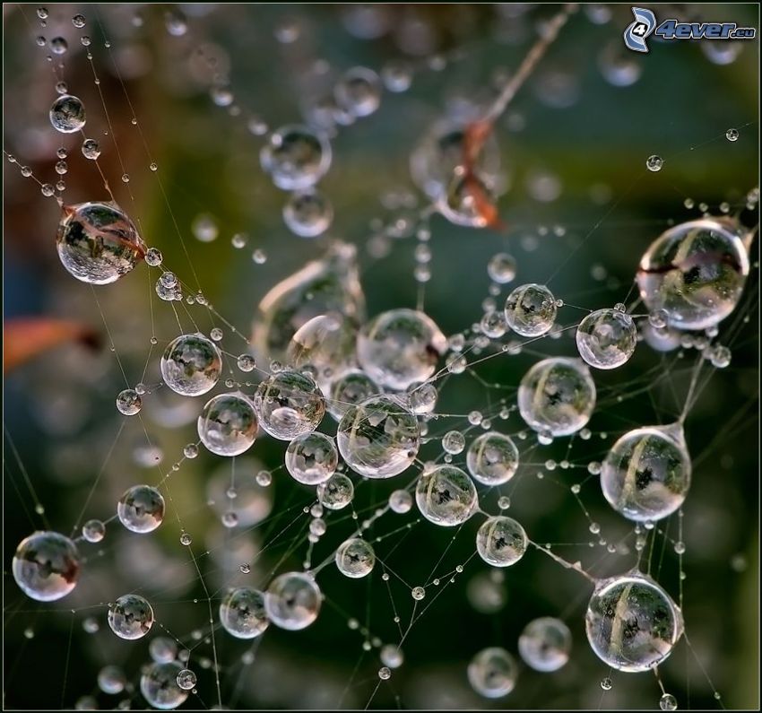 drops of water, dewy spider web, macro