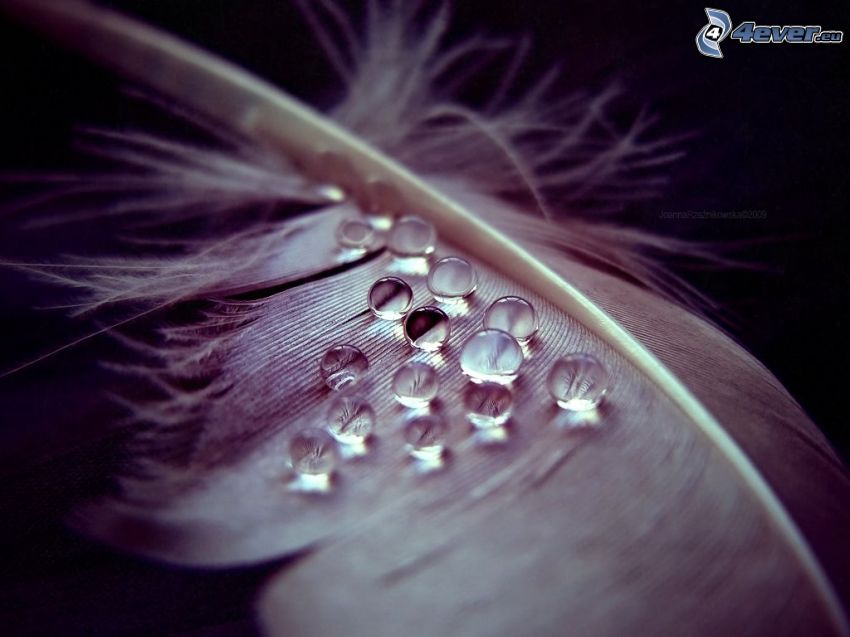drops of water, feather