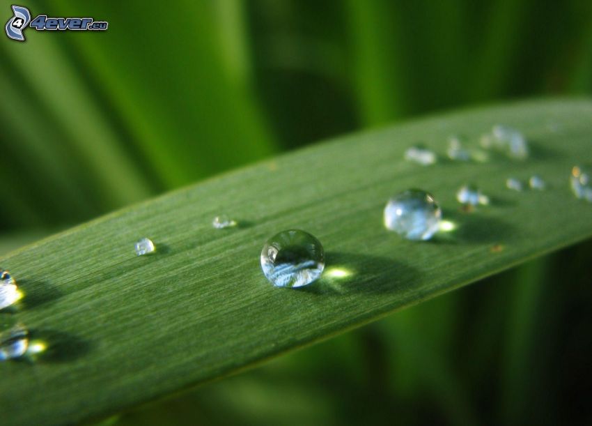 drops of water, green leaf