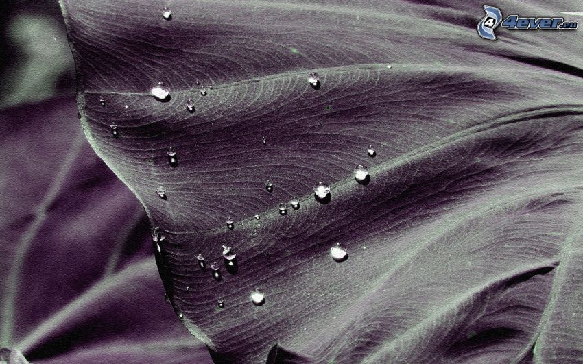 drops of water, leaf, black and white