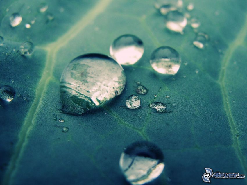 drops of water, leaf