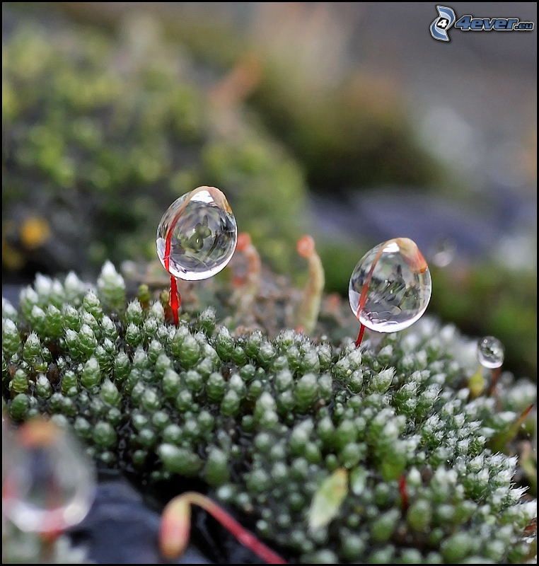 drops of water, moss, macro