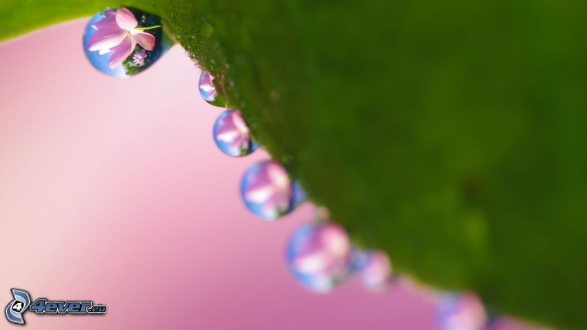 drops of water, pink flower