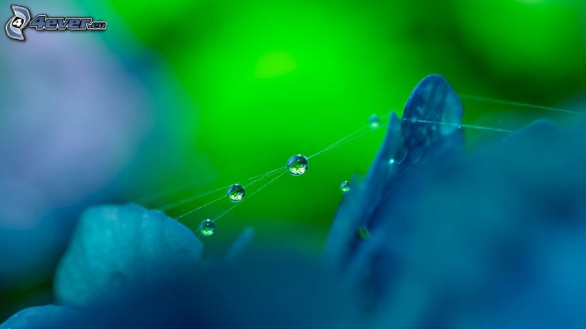 drops of water, spider web, blue flower