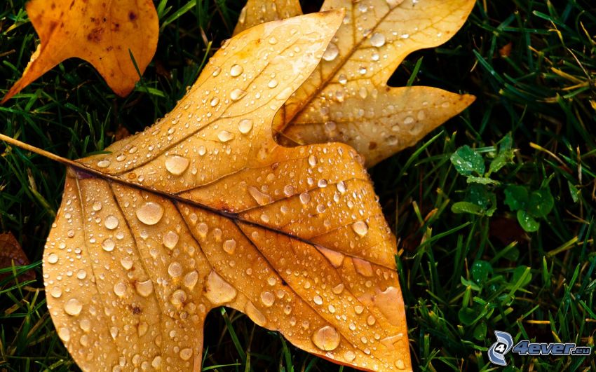 dry leaf, dewdrops