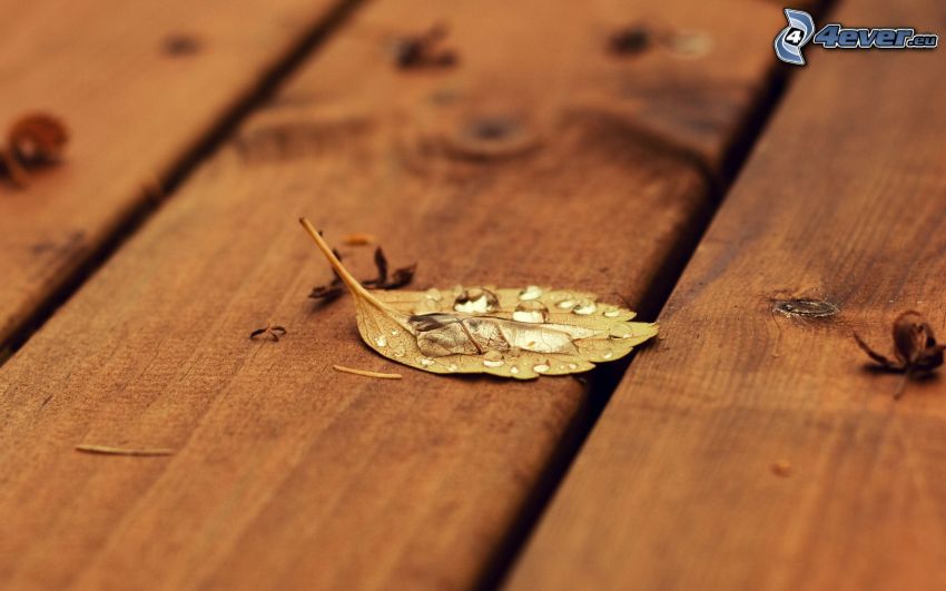 dry leaf, drops of water, wood
