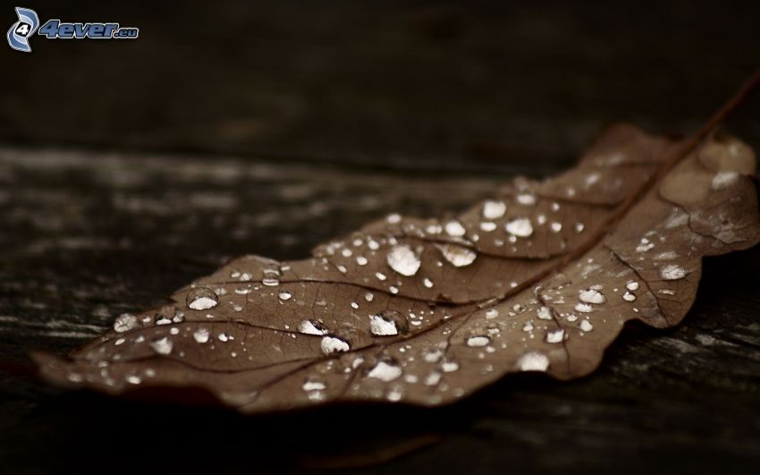 dry leaf, drops of water