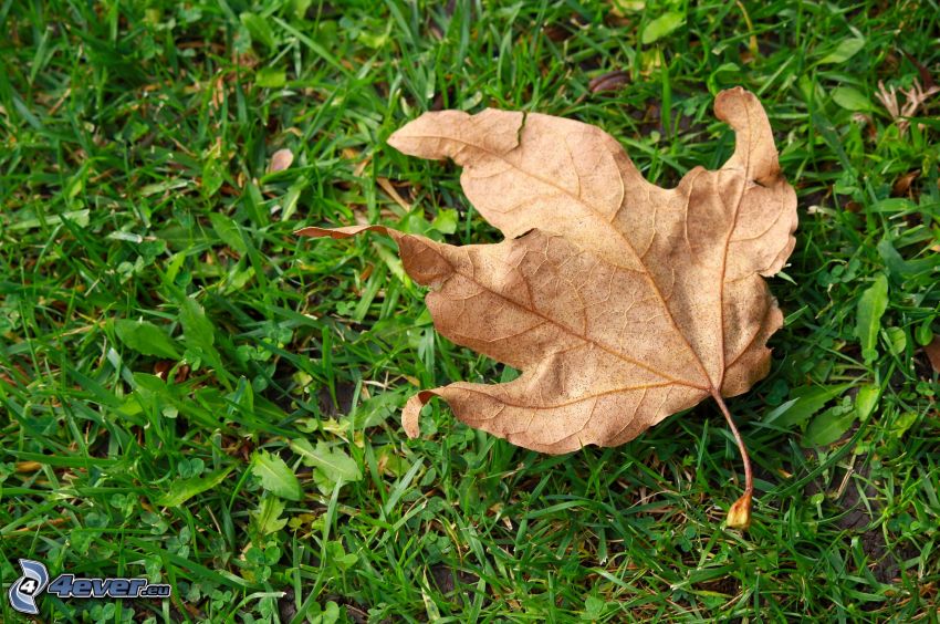 dry leaf, grass