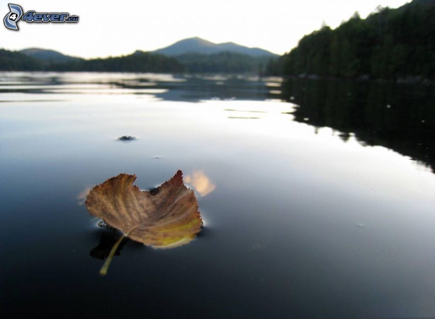 dry leaf, lake, water