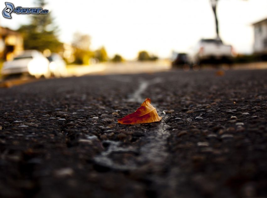 dry leaf, road