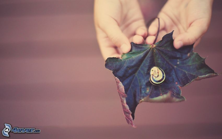 dry leaf, snail, hands