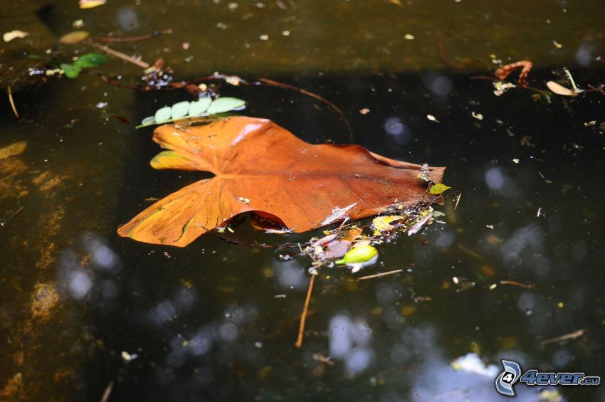 dry leaf, water