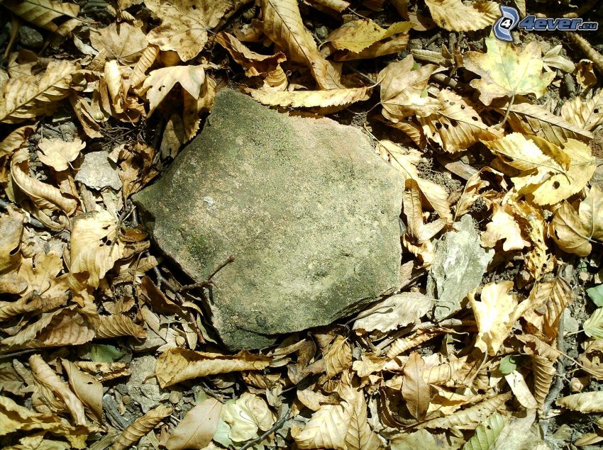 dry leaves, stone, forest