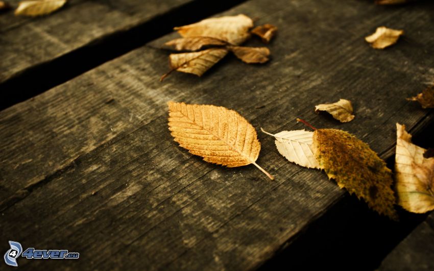 dry leaves, wood