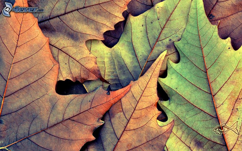 dry leaves
