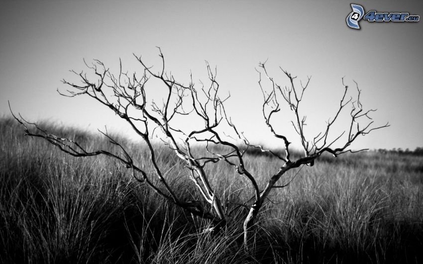 dry tree, high grass, black and white