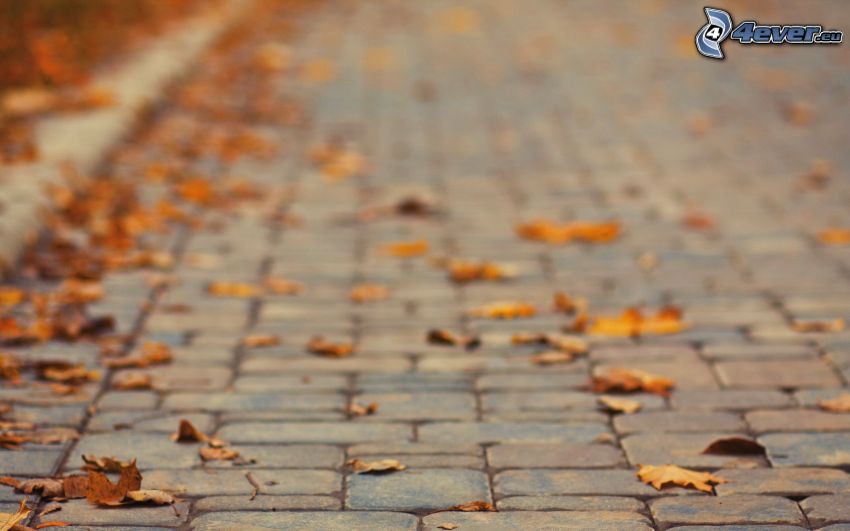 fallen leaves, pavement