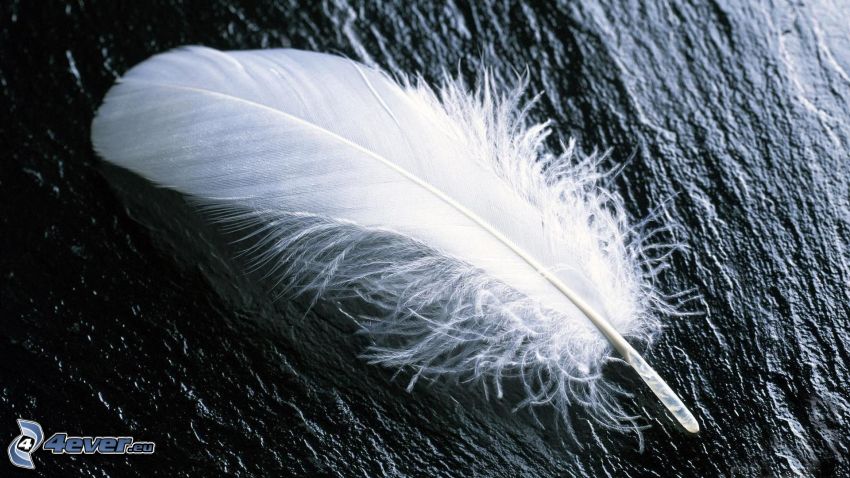 feather, black and white