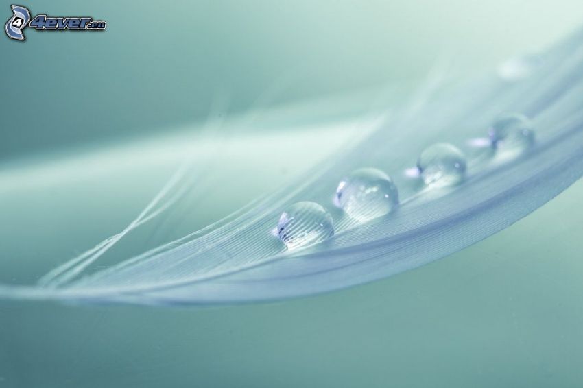 feather, drops of water