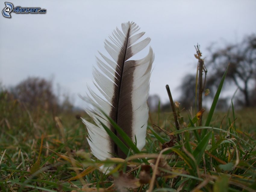 feather, grass