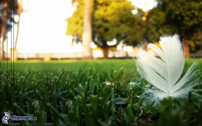 feather, grass