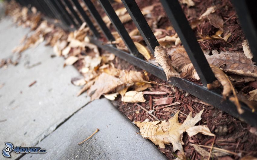 fence, sidewalk, autumn leaves