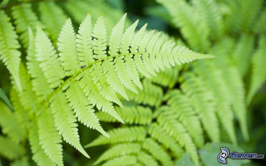 ferns