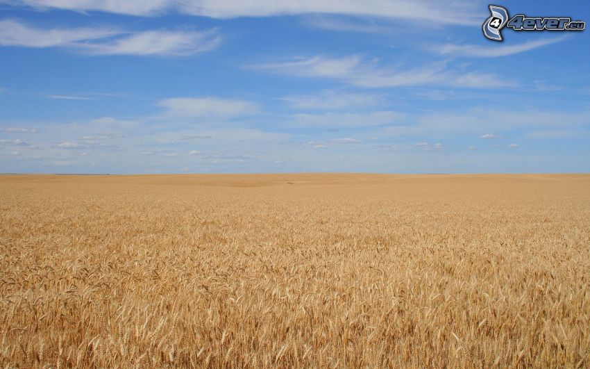 field, grain, sky