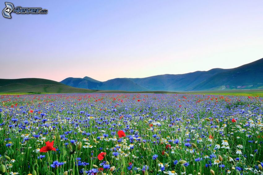 field flowers, meadow, mountain