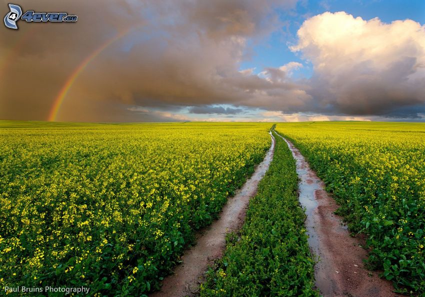 field path, field, clouds, rainbow