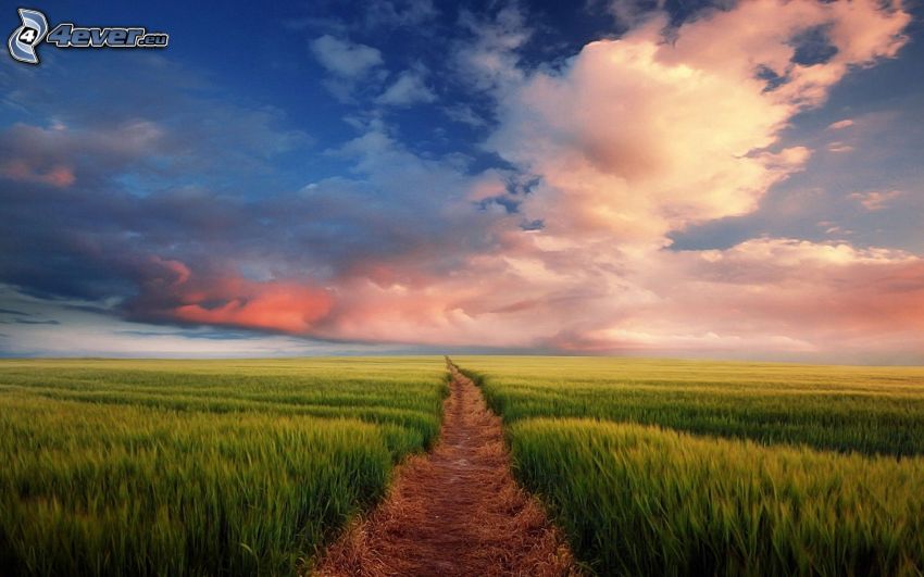 field path, green cornfield, clouds