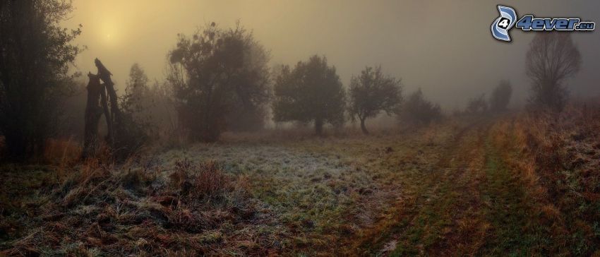 field path, icing, weak sun, fog