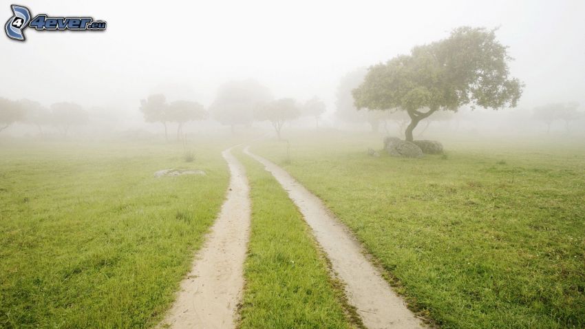 field path, lonely tree, grass, fog
