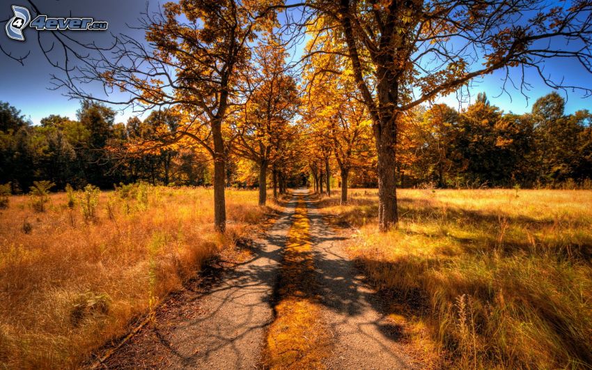 field path, yellow trees
