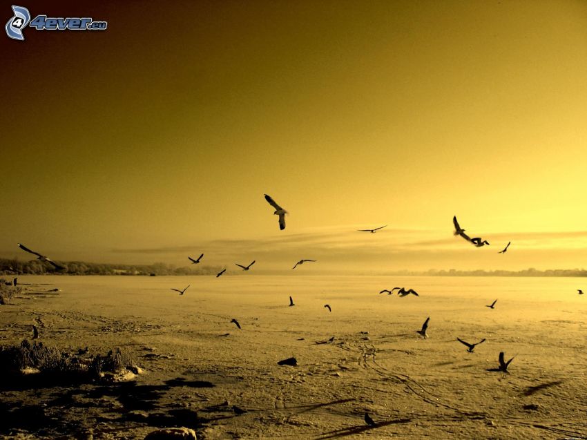 flock of birds, yellow sky