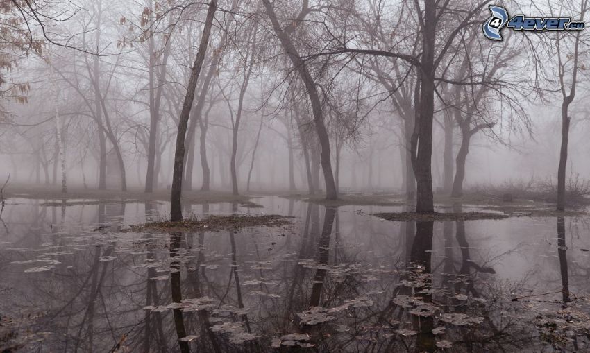 flood, forest, fog