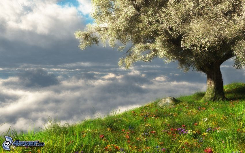 flowering tree, meadow, clouds, HDR