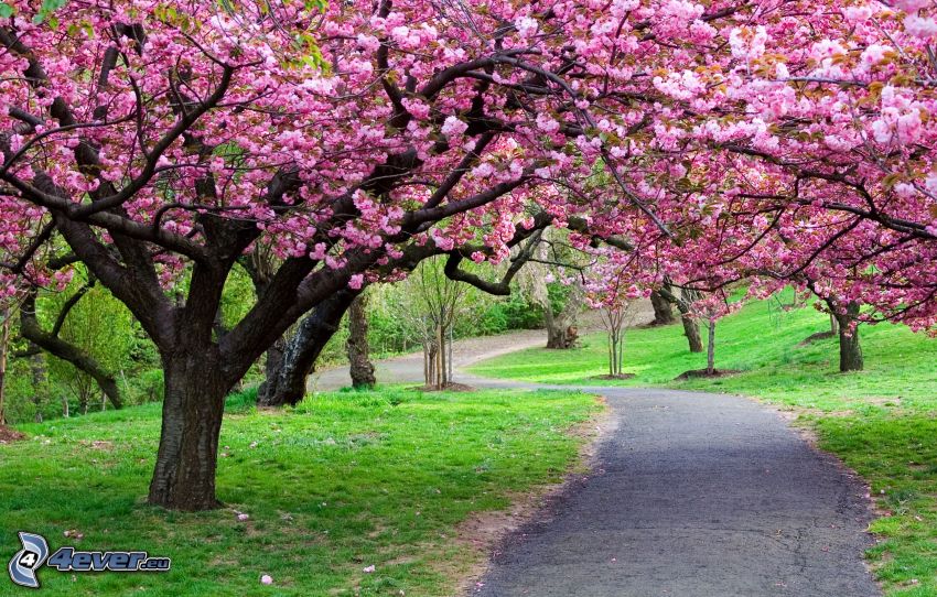 flowering trees, sidewalk