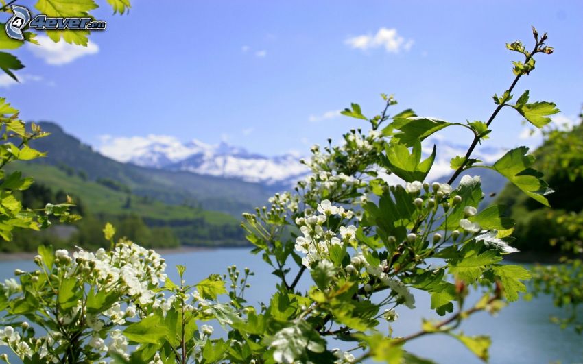 flowering twig, snowy mountains, lake